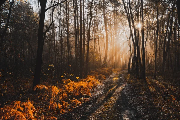 雾天晨光下的自动落叶森林中的神奇阳光 — 图库照片