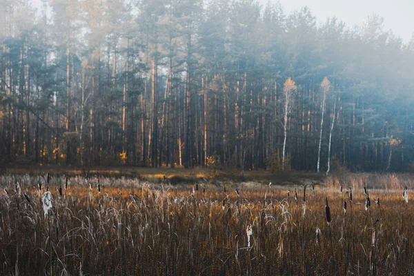 Náladově filtrovaný obrázek zamlženého rána u jezera na podzim — Stock fotografie