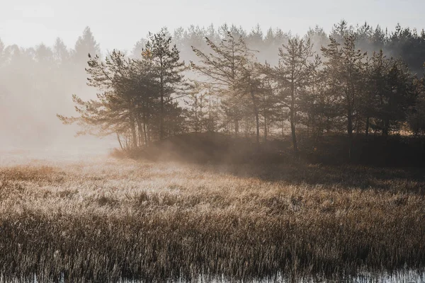 Moody Filtrowany obraz mglistego poranka nad jeziorem jesienią — Zdjęcie stockowe