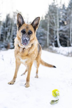 Kış aylarında Karlı Ormanda Topla Aktif Köpek Oyunu