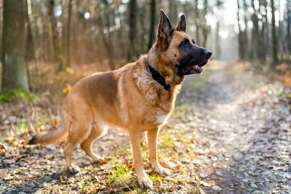 Ritratto di cane nella foresta. Ritratto corpo pieno pastore tedesco — Foto Stock