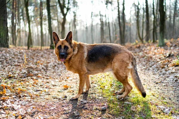 Buon cane a passeggio nella foresta. Attivo all'aperto — Foto Stock