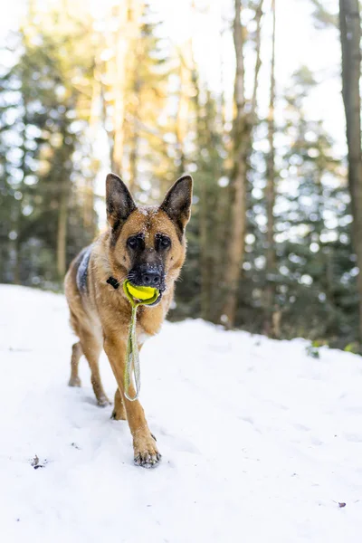 Active Dog Play with Ball in Snowy Forest at Winter