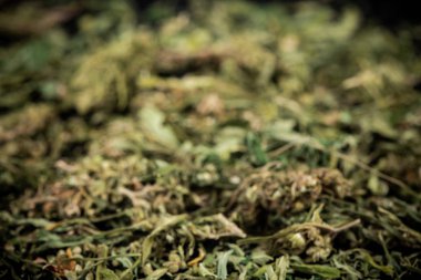 Sative Indica veya Esrar Marihuana Çiçekleri Bulanık Arkaplan