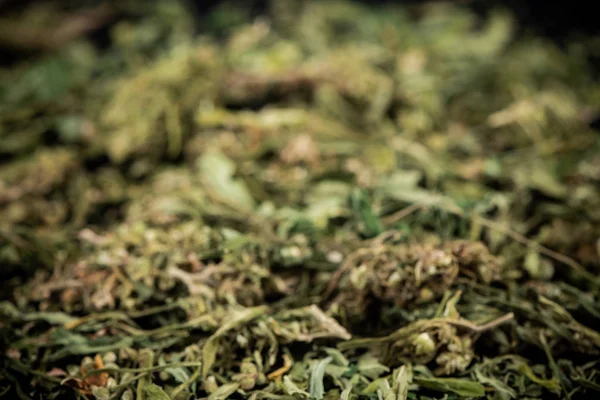 Sative Indica ή Cannabis Μαριχουάνα μπουμπούκια λουλούδι Θολούρα Bacground — Φωτογραφία Αρχείου