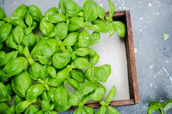 Mutfak Konteynerinde Taze Basil Herb Yetiştiriciliği Temiz Yeme — Stok fotoğraf