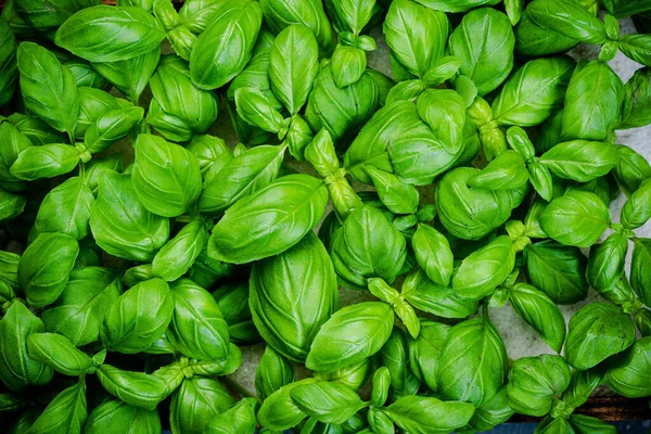 Herb Basil Fresco Topo Para Baixo Close View Herb Deixa — Fotografia de Stock