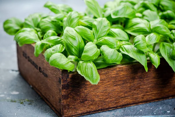 Evdeki Mutfakta Taze Basil Herb Yetiştiriyorum — Stok fotoğraf