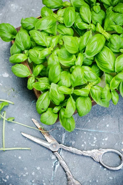 Yapımı Basil Herb Evde Mutfak Bitkileri — Stok fotoğraf