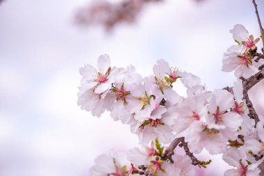 Badem Ağacı İlkbaharda meyve bahçesinde çiçek açıyor. İlkbaharda Pembe Çiçek Yaprağı.