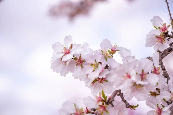 Drzewo Migdałowe Kwitnące Sadzie Wiosną Różowe Kwiaty Petal Wiosnę — Zdjęcie stockowe