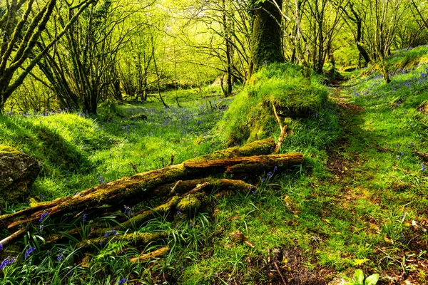 Bluebell Sauvage Fleurissant Campagne Forêt Dans Parc National Dartmoor Devon — Photo