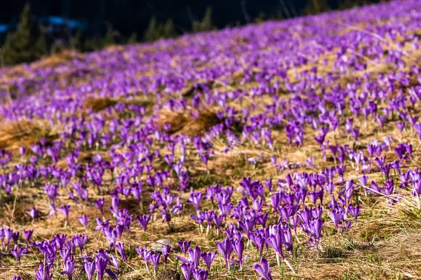 Горные Долины Полном Расцвете Дикими Голубыми Фиолетовыми Цветами Крокус — стоковое фото