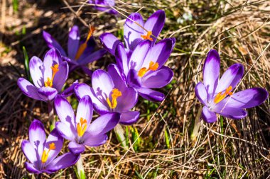 Crocus Full Bloom 'da. Görüntüyü Kapat. Vahşi doğada çiçek açan timsahlar.