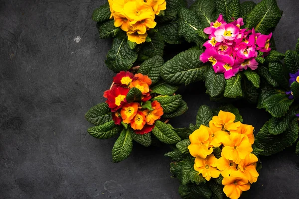 Primula Vulgaris Eller Primrose Blommar Tidigt Våren Gräns Bakgrund Ovanifrån — Stockfoto