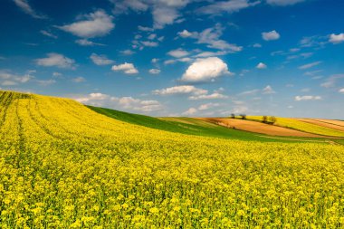 Tarlalarda kanola ya da tecavüz tohumu. Baharda renkli tarım arazisi. Mavi Gök Ufuk Üzerinde.