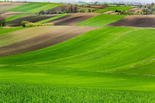 Rolling Green Hills Prachtige Farmland Coutryside Het Voorjaar Polen — Stockfoto