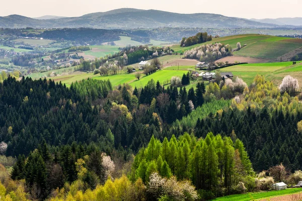 Hermoso Paisaje Primavera Campiña Rural Árboles Florecientes Montañas Fondo — Foto de Stock
