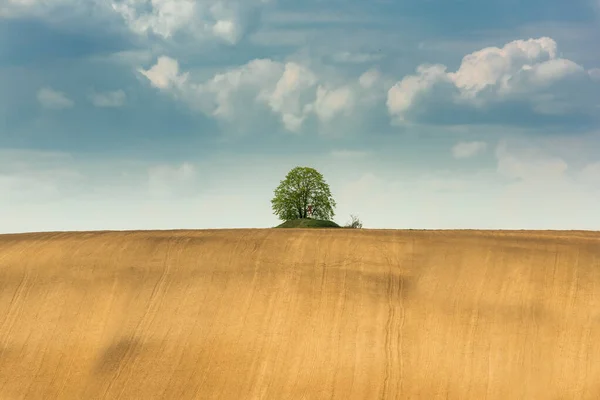 Albero Solitario Horizon Campi Ammessi Campagna — Foto Stock