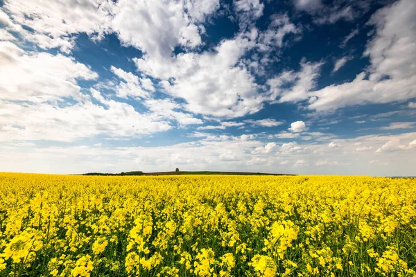 Campos Violación Cielo Azul Con Nubes Plantación Colza Floreciendo — Foto de Stock