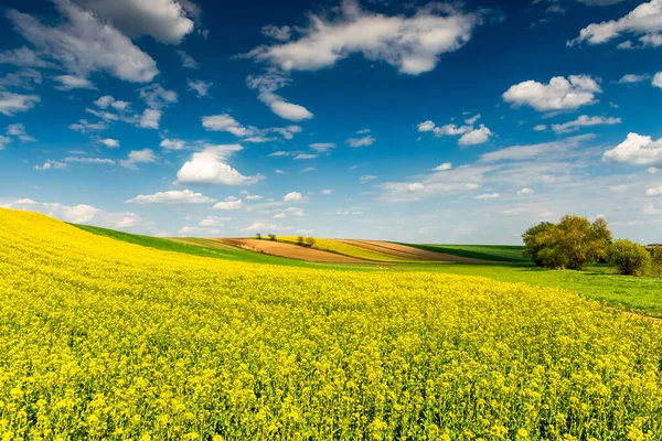 Mooi Voorjaarsseizoen Het Platteland Canola Velden Bomen Blauwe Lucht — Stockfoto