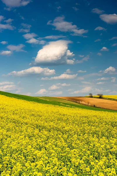 Canola Koolzaad Fields Kleurrijke Farmland Het Voorjaar Blauwe Lucht Boven — Stockfoto