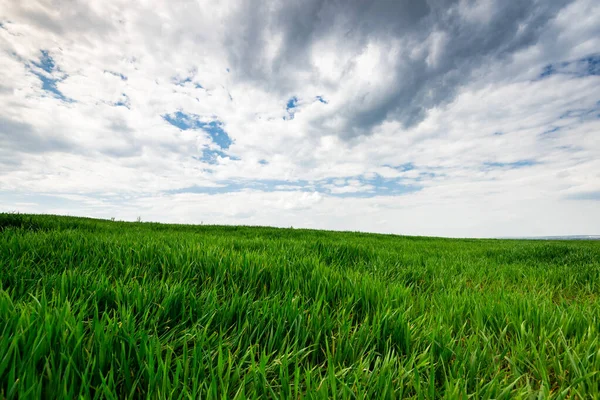 Groene Tarwe Gras Blauwe Lucht Met Wolken Landschap Van Landbouw — Stockfoto