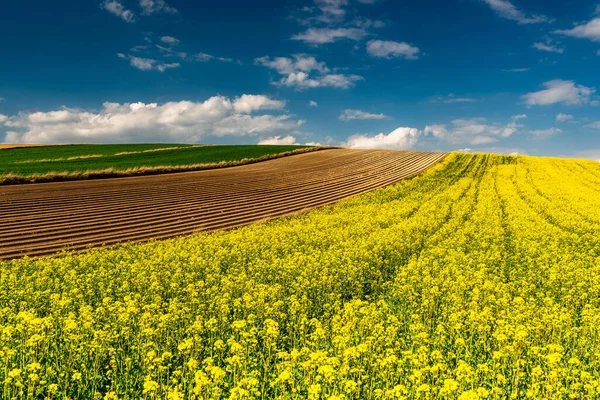 Schilderachtig Landschap Het Platteland Bloeiende Koolzaad Canola Velden Groene Rijen — Stockfoto