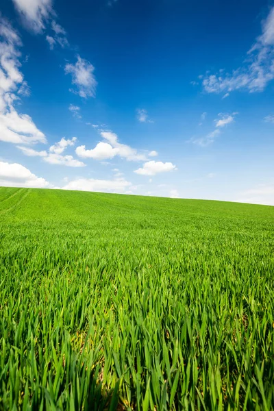 Green Wheat Grass Blue Sky Clouds Farmland Countruside Rural Landscape — Stock Photo, Image