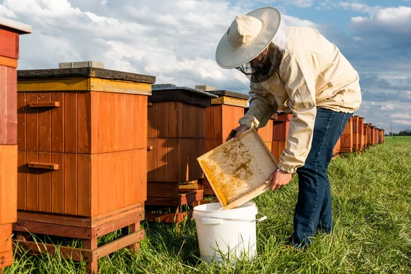 Beekeeper Apiarist Collecting Pollen Beehive 건강에 — 스톡 사진