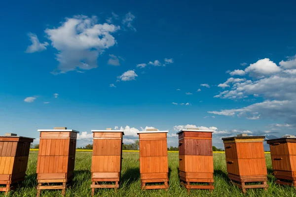 Rangée Ruches Extérieur Près Colza Canola Plantation Apiculture Miel Productiom — Photo