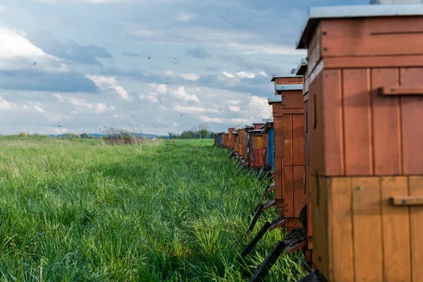 Méhkasok Fieldsben Méhészeti Bioméz Termelés Méhészeti Méhészeti Koncepció — Stock Fotó
