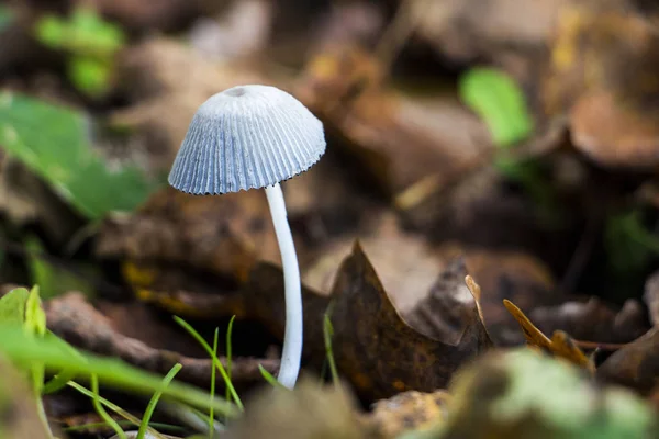 White mushroom in garden — Stock Photo, Image