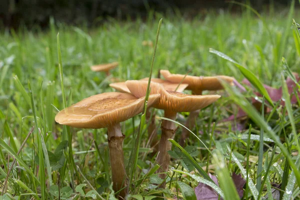 Funghi in natura — Foto Stock