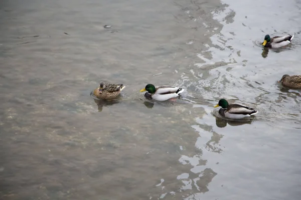 Enten im Wasser — Stockfoto