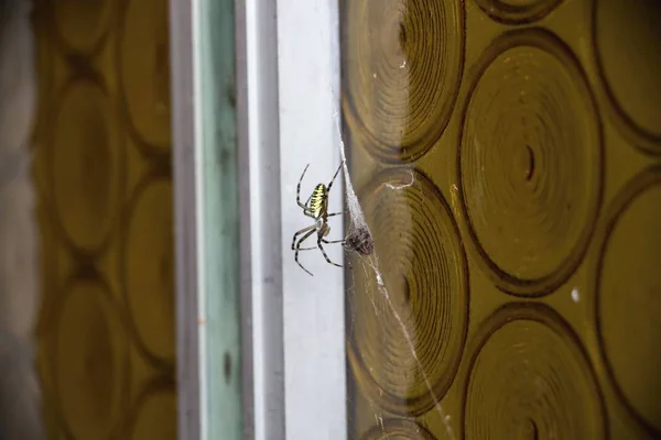 Spider on door — Stock Photo, Image