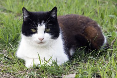 Bahçe içinde yerli kedi