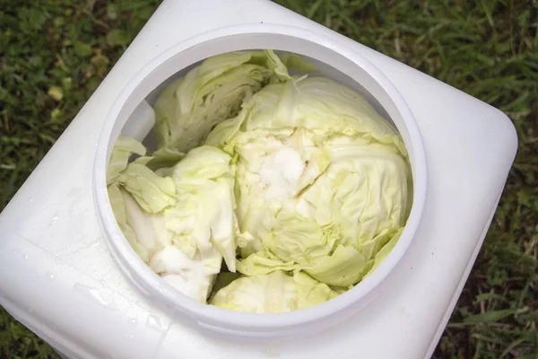 Preparing Sauerkraut Plastic Barrel — Stock Photo, Image