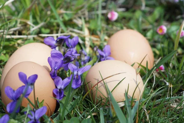 Eier Gras Mit Frühlingsblume Herum — Stockfoto
