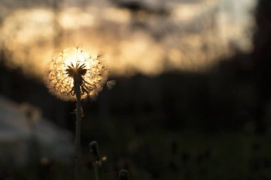 Gün batımında karahindiba yakın çekim