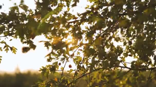 Gyönyörű nap ragyog át a fúj a szél zöld fa levelei. Stock Videó