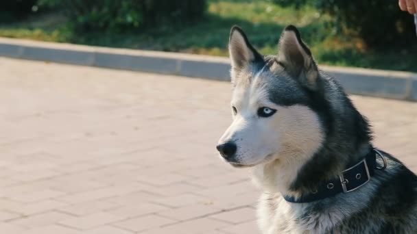Güzel Husky köpek yüz Closeup Heterochromy - gri renkli gözleri ile — Stok video