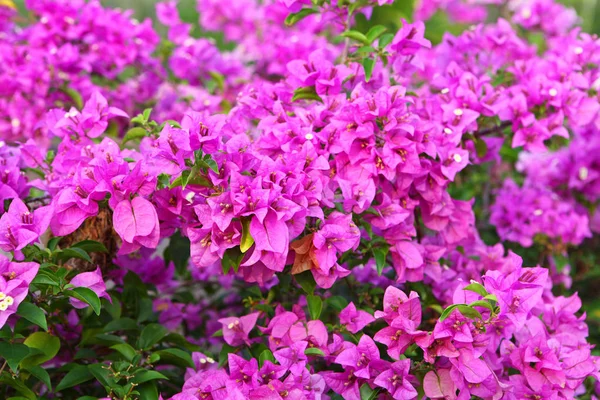 Bougainvillea pink flower — Stock Photo, Image