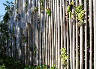 Botanik bahçe bambu çit