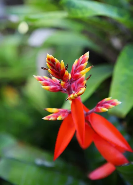Heliconia bloem in Phuket botanische tuin — Stockfoto
