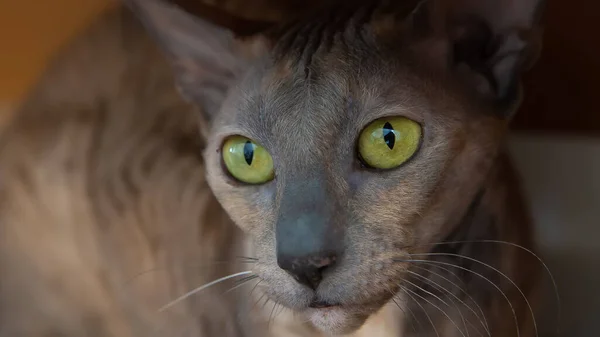 Kopf Einer Katze Cornysh Rex Mit Grünen Augen — Stockfoto