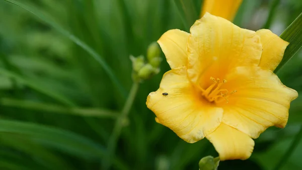 Desktop Wallpaper Beautiful Yellow Lily Little Beetle — Stock Photo, Image