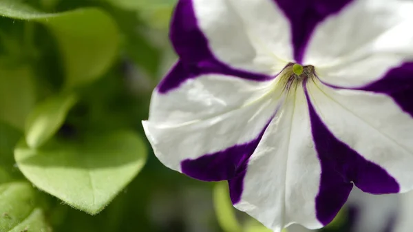 Wallpaper Desktop Beautiful Flower White Purple Petunya — Stock Photo, Image