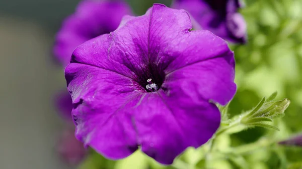 Garden Flower Petunia Desktop Wallpaper — Stock Photo, Image