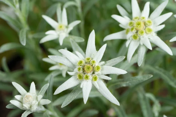 Flores frescas de Edelweiss Fotos de stock libres de derechos